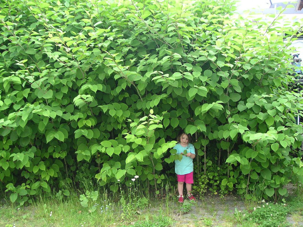 how-can-i-get-rid-of-japanese-knotweed-selfbuild