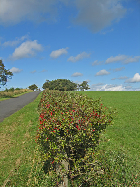 native hedge