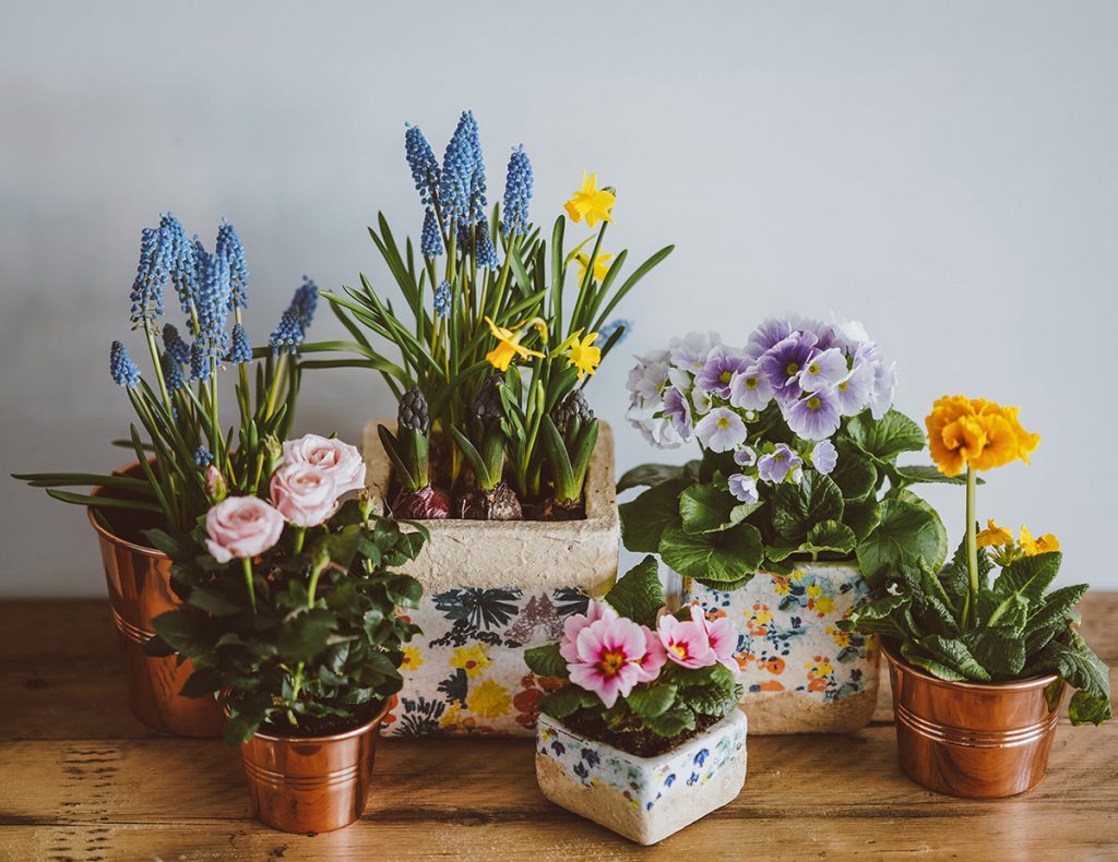 potted plants