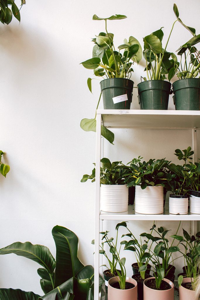 potted plants